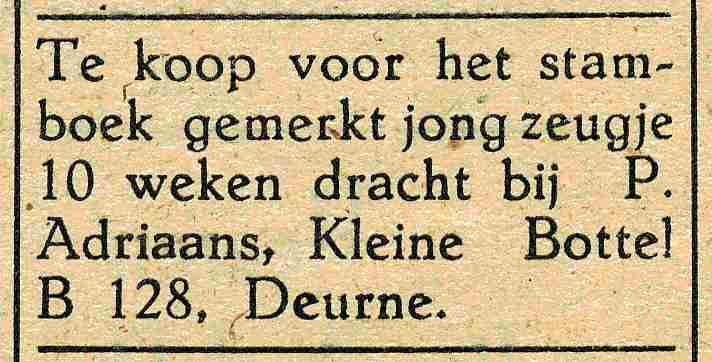 Bestand:Adriaans, Piet advertentie.jpg