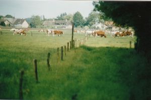 Roodbont vee aan de Brouwhuisweg.